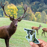 This is a photo of a grassy field with a buck deer on it looking at a B.C. Buck sticker. 